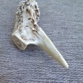 make an antler letter opener