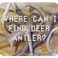 where can I find deer antler